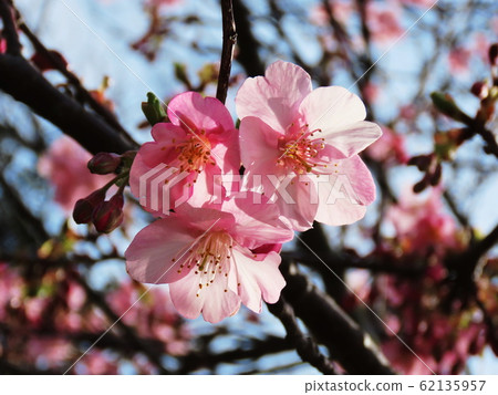 Cerasus lannesianaCarrière,1872年“ Kawazu- Cerasus lannesianaCarrière,1872年“ Kawazu- 62135957