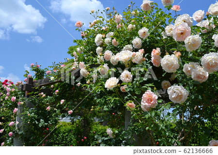 花之里里玫瑰園 62136666