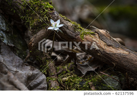 野花野花蜜蜂 野花野花蜜蜂 62137596