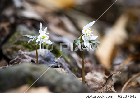 野花野花蜜蜂 野花野花蜜蜂 62137642
