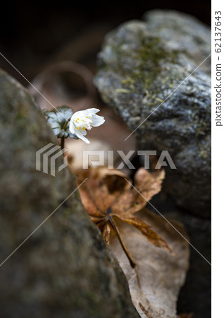 Wildflower wildflower bee Wildflower wildflower bee 62137643