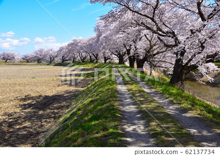 Cherry blossom view Fujita river riverside Cherry blossom view Fujita river riverside 62137734