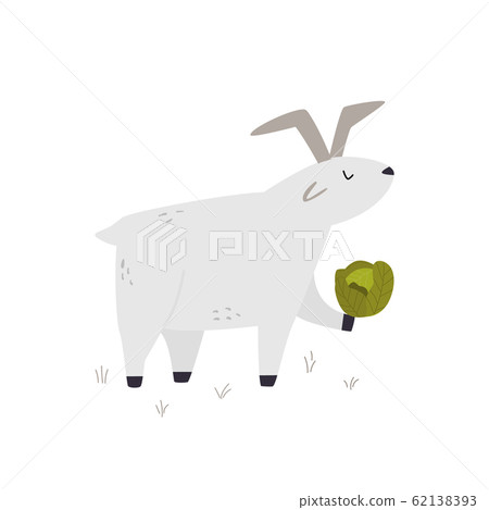 One happy funny goat with a cabbage 62138393