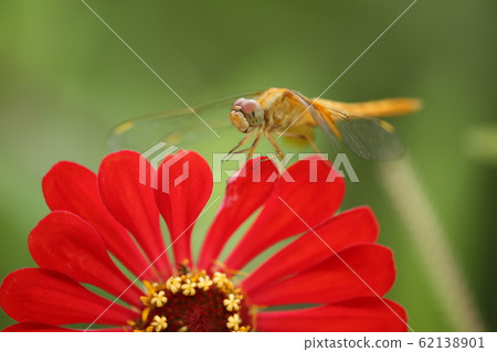 Zinnia and dragonfly 62138901
