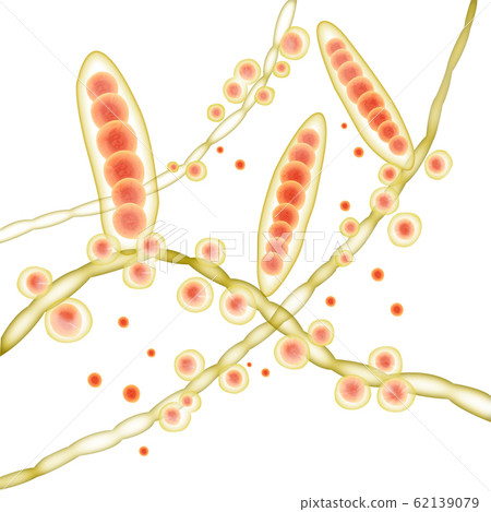 Trichophyton Trichophyton 62139079