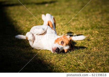 Beagle wallow and roll on grass. Dog has 62139618
