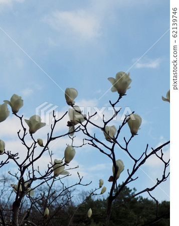 韓國玉蘭風景 62139746