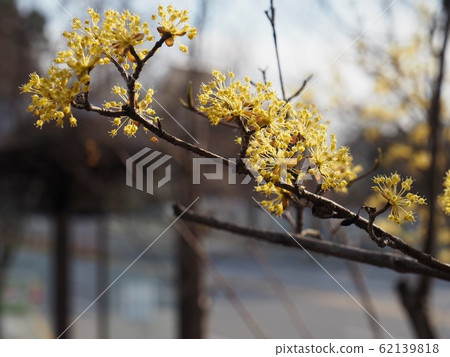 Cornus landscape in Korea 62139818