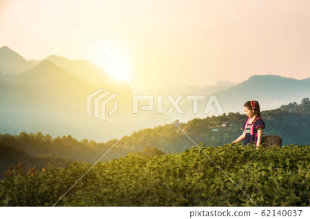 Tribes at tea leaf plantation fields in morning, Hill tribe in beautiful costume dress. Asian farmer harvest tea leaves in rainy season with sunrise and mountain background,Traditional tribal culture. Tribes at tea leaf plantation fields in morning, Hill tribe in beautiful costume dress. Asian farmer harvest tea leaves in rainy season with sunrise and mountain background,Traditional tribal culture. 62140037