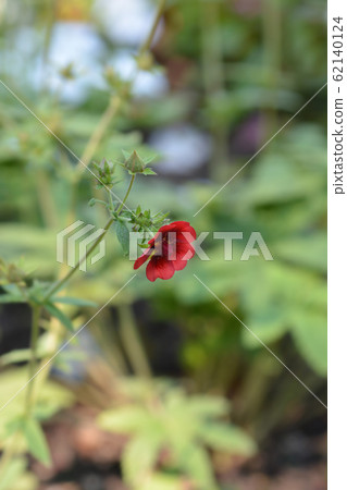 Scarlet Cinquefoil Monarchs Velvet 62140124