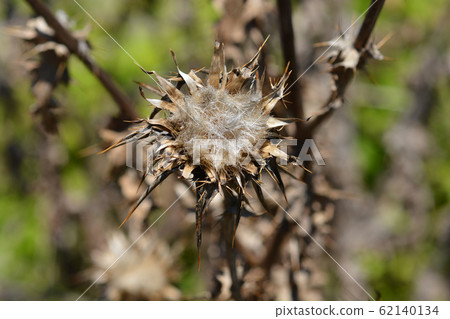 Milk thistle 62140134