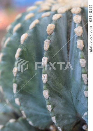 Glaucous barrel cactus Glaucous barrel cactus 62140135