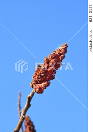 Staghorn sumac Staghorn sumac 62140138