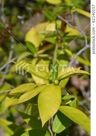 Japanese fig 62140157