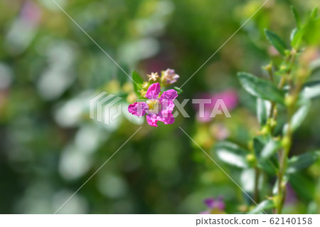 False heather 62140158