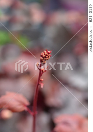 Coral Bells Fire Chief 62140159