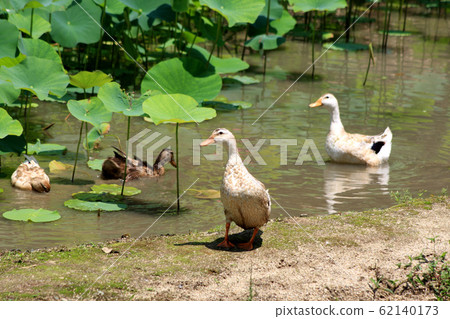 Satoyama in early summer 62140173