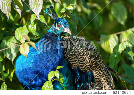 Indian Peacock or Blue Peacock, Pavo cristatus in the zoo Indian Peacock or Blue Peacock, Pavo cristatus in the zoo 62140694