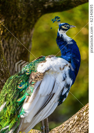 Indian Peacock or Blue Peacock, Pavo cristatus in the zoo 62140695