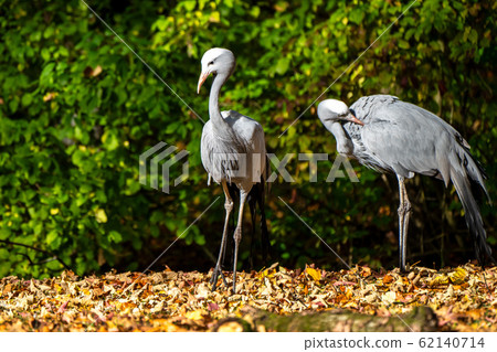 The Blue Crane, Grus paradisea, is an endangered bird 62140714