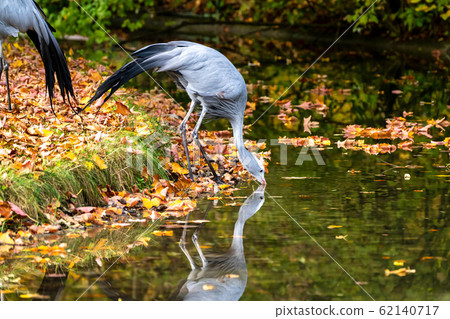 The Blue Crane, Grus paradisea, is an endangered bird 62140717