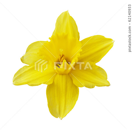 Yellow narcissus flower 62140933