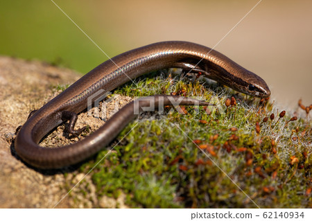 European copper skink, ablepharus kitaibelii, on a green moss in nature 62140934