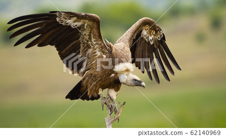 Griffon vulture landing on a perch with wings spread in summer 62140969