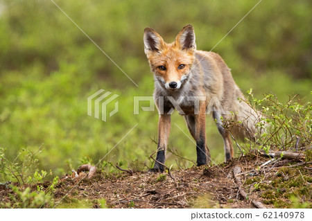 Front low angle view of a wild red fox standing on a horizon in mountains 62140978