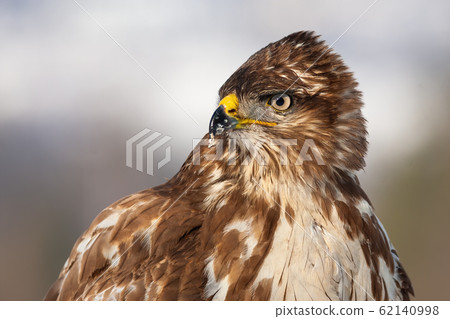 Horizontal close-up portrait of a wild common buzzard in winter 62140998