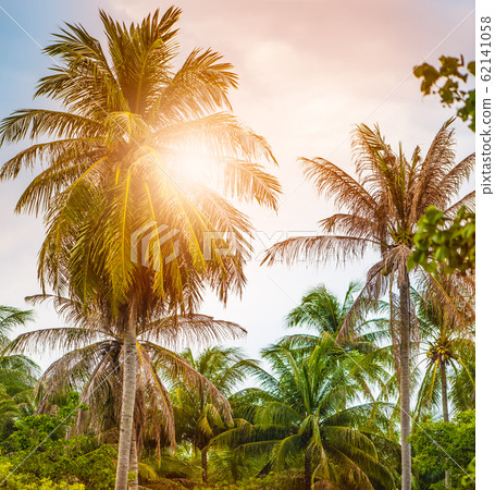 Coconut palms in the wild jungle grow on the beach 62141058