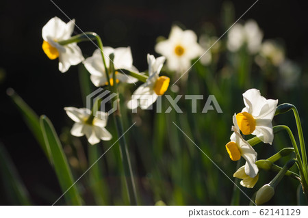 Winter flowers Narcissus Winter flowers Narcissus 62141129