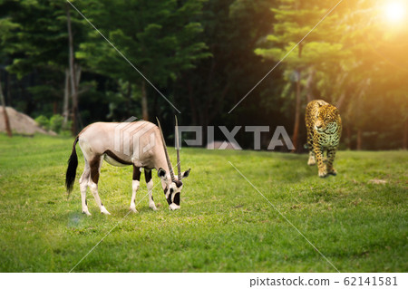 Animal wild life hunting food chain concept : leopard looking at Gemsbok (Gemsbuck) at green forest 62141581