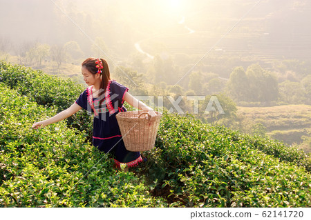 Young Tribal Asian women from Thailand picking tea leaves on tea field plantation in the morning at doi ang khang national park , Chiang Mai, Thailand. Beautiful Asia female model in her 30s. 62141720