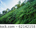 Fern community 62142158