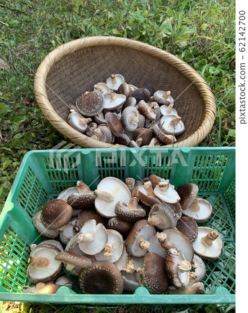 香菇 62142700