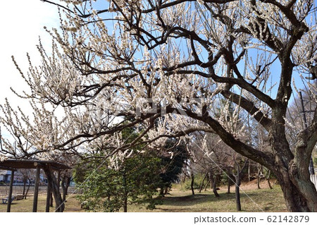 東村山北山公園Bairin 東村山北山公園Bairin 62142879