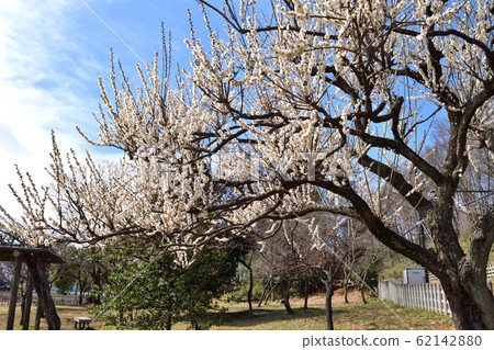 東村山北山公園Bairin 東村山北山公園Bairin 62142880