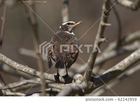 Thrush Thrush 62142959