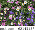 小花 62143187