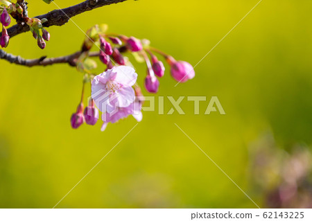 Cherry Blossoms	 62143225