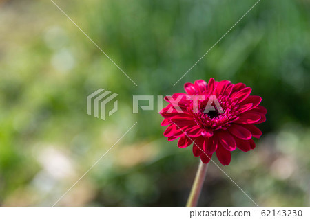 雛菊 雛菊 62143230