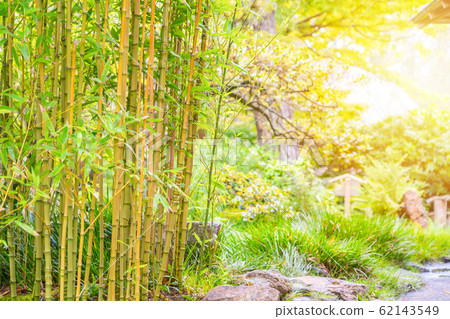 Bamboo Trees in Japanese Tea Garden with sunlight. 62143549