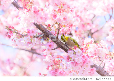 Atami Cherry Blossoms and White-eye White along Itokawa Atami Cherry Blossoms and White-eye White along Itokawa 62143657