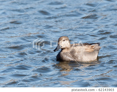 Gadwall Gadwall 62143903