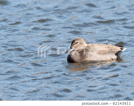 Gadwall 62143911