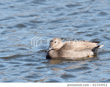 Gadwall 62143912