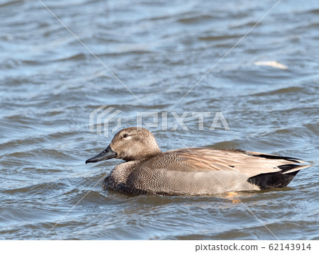 Gadwall 62143914