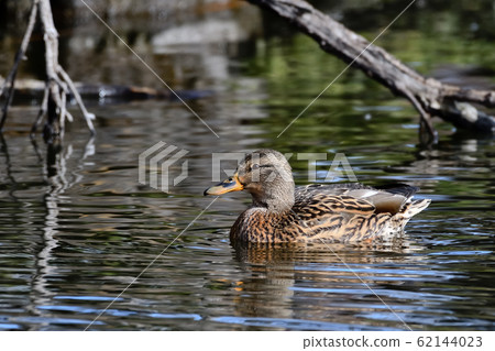 Female of Okayoshi Gamo 62144023