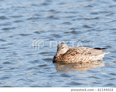 Female of Okayoshi Gamo 62144028